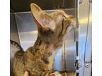 Adopt Sophie 21C-0247 a Domestic Short Hair