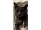 Adopt Henley a Russian Blue, Domestic Short Hair