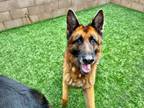 Adopt OR FOSTER HOME NEEDED a German Shepherd Dog