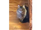 Adopt Ramona a Maine Coon