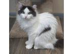 Adopt Spitball a Domestic Medium Hair