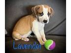 Adopt Lavender a Boxer, Pit Bull Terrier