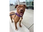 Adopt Sierra a Terrier, Pit Bull Terrier