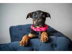 Adopt Shelby a Rottweiler