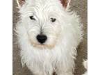 West Highland White Terrier Puppy for sale in Connersville, IN, USA