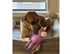 Adopt Stella - Courtesy Listing a Great Dane