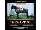 The Baptist~Solid Dependable Draft Cross Gelding*Camp/Pack/Ranch/Trail
