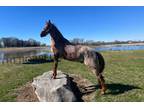 Registered TWHBA Red Roan Gaited Trail Gelding