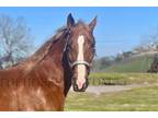 Registered Sorrel Walking Horse Gelding - Available on [url removed]