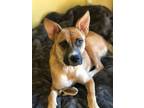 Adopt Susanna and pups/special dogs a New Guinea Singing Dog, Shepherd