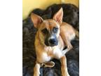 Adopt Susanna and pups/special dogs a Shepherd, New Guinea Singing Dog