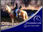 Gaited Palomino Kentucky Mountain Safe Trail Horse - Available on