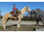 Smooth Gaited and Bombproof Palomino Tennessee Walking Trail Horse - Available