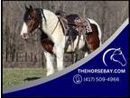 Bay Tobiano Registerd Gypsy Vanner Trail and Ranch Gelding - Available on