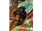 Adopt Bailey a Chocolate Labrador Retriever
