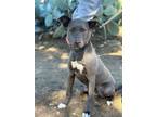 Adopt Daizy Baby a Staffordshire Bull Terrier