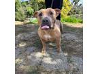 Adopt Amber a Staffordshire Bull Terrier