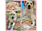 Adopt Hannah a Great Pyrenees