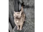 Adopt Cheer a Domestic Short Hair