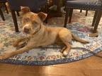 Adopt Zooey Deschanel a Pit Bull Terrier, Hound