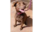 Adopt Mila a Chocolate Labrador Retriever