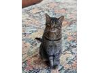 Adopt Fritz a Gray, Blue or Silver Tabby Domestic Shorthair (short coat) cat in