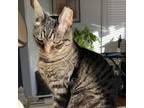 Adopt San Fran (Sandy) a Domestic Short Hair