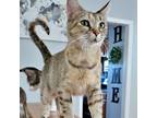 Adopt Moon Child a Domestic Short Hair