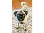 Adopt Hollie a Pug