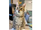 Adopt Lemon a Domestic Short Hair