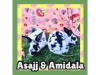 Adopt Asajj a Bunny Rabbit