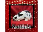 Adopt Amidala a Bunny Rabbit