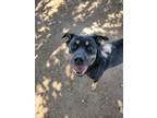 Adopt Duchess a German Shepherd Dog, Rottweiler