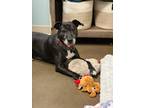 Adopt Sadie Hawkins (in foster) a Black American Pit Bull Terrier / Mixed dog in