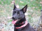 Adopt Amber a Black Mountain Cur / Labrador Retriever / Mixed dog in San Mateo