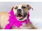 Adopt Maci a Pit Bull Terrier