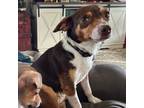 Adopt Coco a Rat Terrier, Mixed Breed