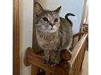 Adopt Mama Mia a Domestic Short Hair