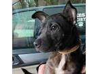 Adopt Boggy - Currently in foster care! a Terrier