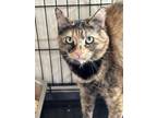 Adopt Mikayla a Domestic Medium Hair