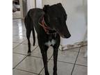 Adopt Luai Bale (Luai) a Greyhound