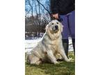 Adopt Maude a Golden Retriever