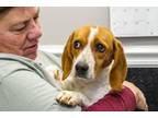 Adopt Clementine a Beagle