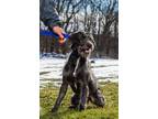 Adopt Kerry a Kerry Blue Terrier, Welsh Terrier