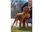 Adopt Irish Spring a Irish Setter