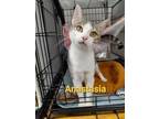 Adopt Anastasia a Domestic Short Hair