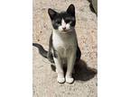 Adopt Mary Kate a American Shorthair, Domestic Short Hair