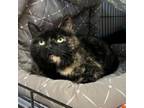 Adopt Lupe a Domestic Short Hair