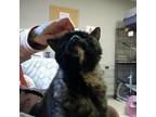 Adopt Lupe a Domestic Short Hair