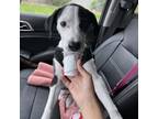 Adopt Lilly a English Pointer, Catahoula Leopard Dog